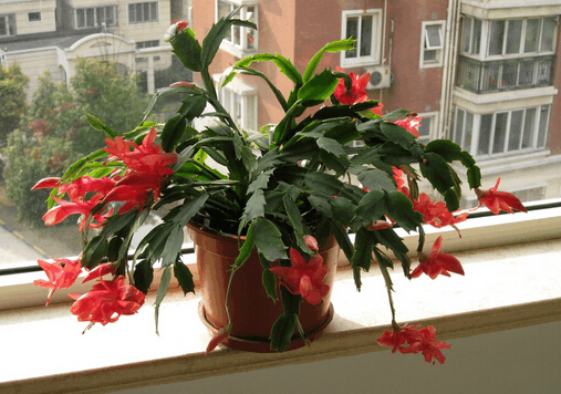 这3种花, 秋天扦插上, 到了日子花开满枝头!