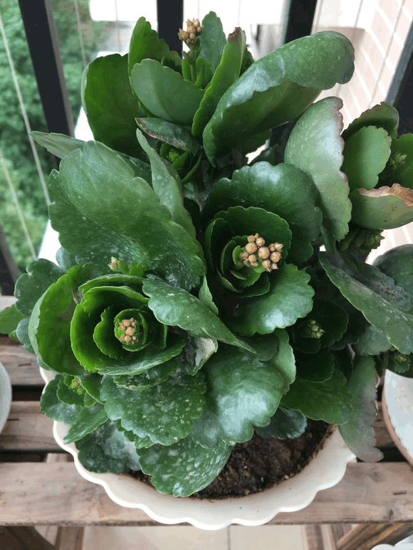 只长叶不开花? 给长寿戴个帽子, 花芽呼呼窜!