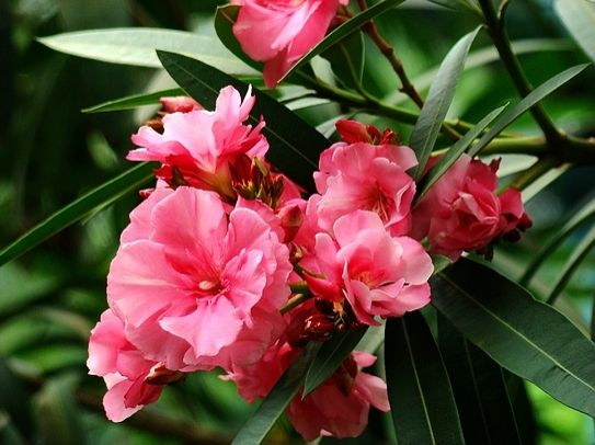 这“3种”花, 卧室最好别放, 它们可不适合生长在室内!