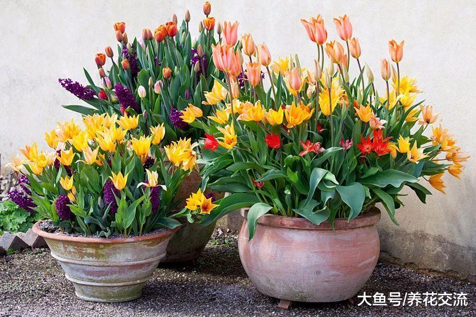 秋天在花盆里种郁金香种球, 轻松养开花