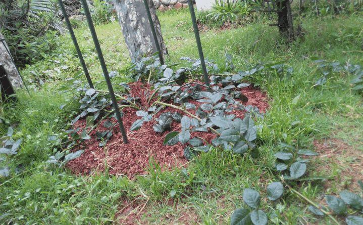 用铁丝支个架, 月季1月蹿2米, 拦都拦不住!