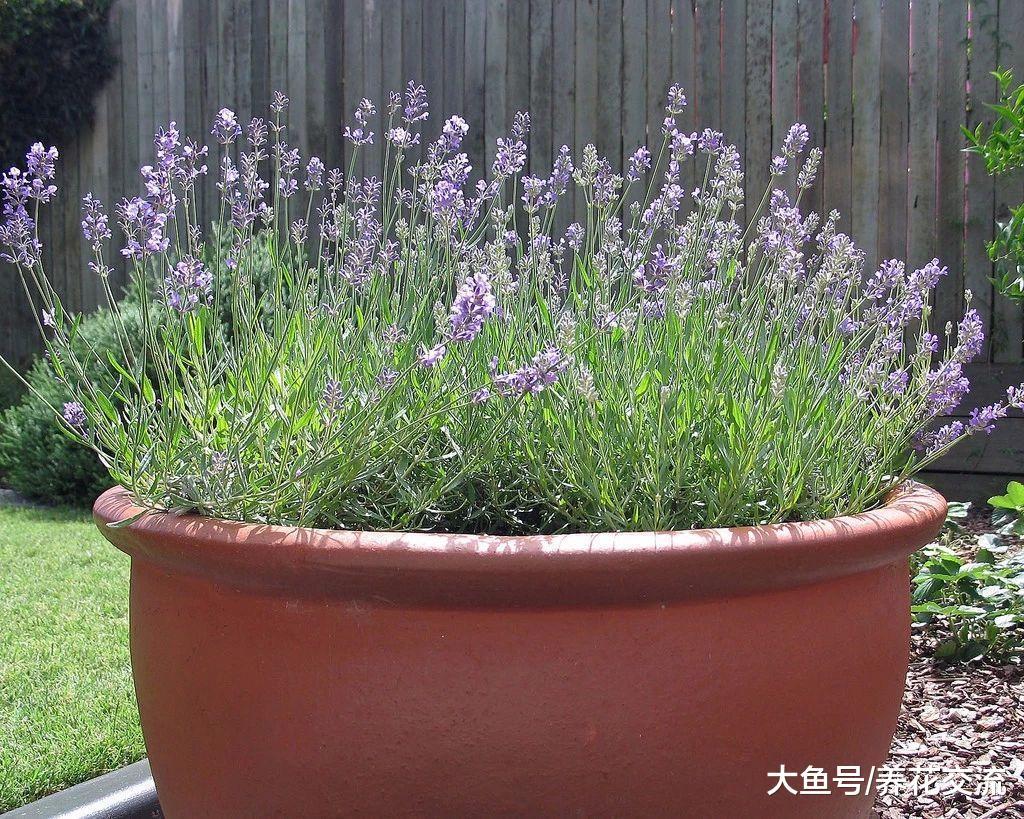 这些四季常青的灌木盆栽适合养阳台上, 看起来特别霸气