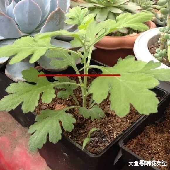 现在不养这种花, 夏天就白过了, 现在种还来得及!