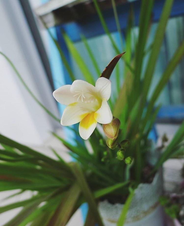 这种花长出来的时候像大蒜, 冬季开花后又香又艳, 比兰花好养100倍