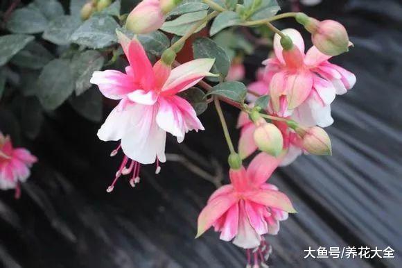 花期超长的10盆花, 养1盆全年有花赏!