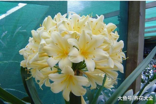 君子兰标出8位数字高价, 是真的有价值, 还是有价无市?