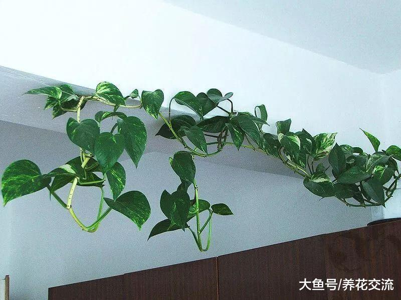7种适合悬挂在窗台上的耐阴花卉, 每天给一点光照就能生根