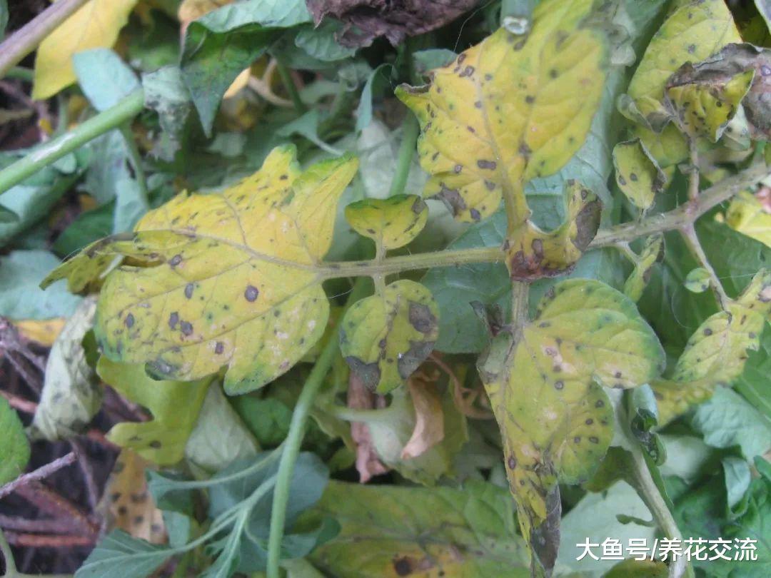 诱发番茄黄叶病的15种原因, 养好之后就能经常结果