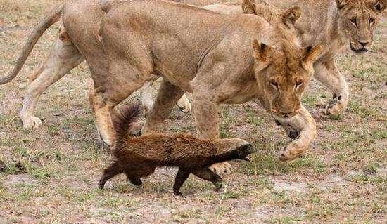 这个小个头的动物和狮子平起平坐, 厉害了!