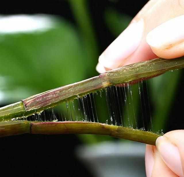 天然的“清肺王”, 吸烟的人常吃它, 清肺润肺远离肺病一身轻