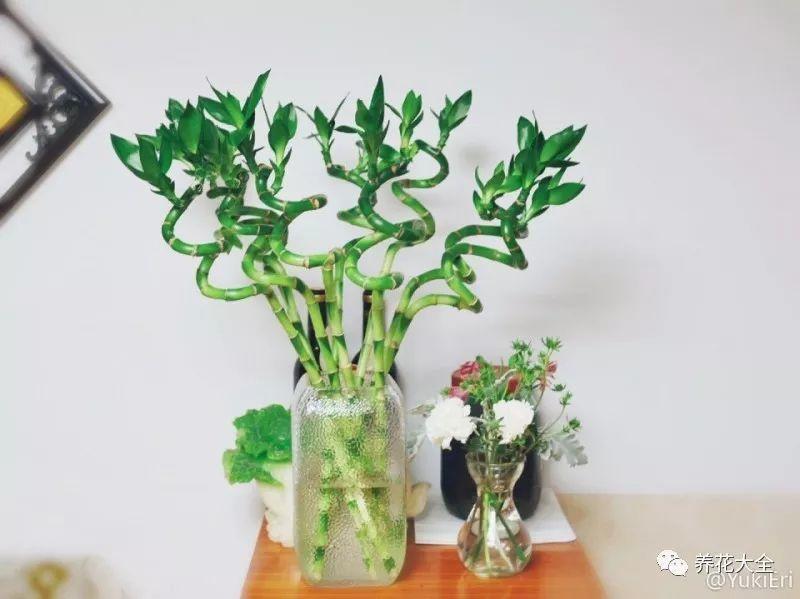 叶插金钱树, 不出半月就生根, 想要多少有多少!