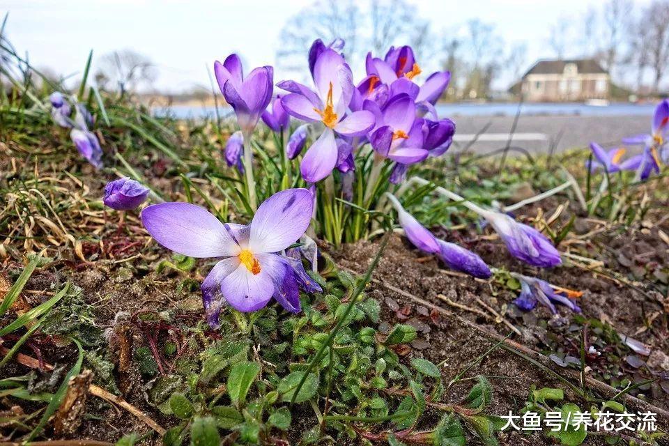 6种在春暖之后开花的球茎花卉, 开花特别优美