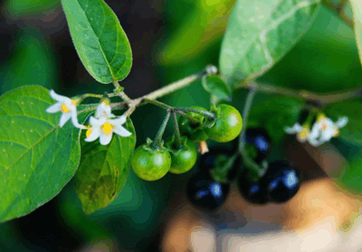 山上的野果子, 如今的“解毒王”, 种1盆在家清热去火!