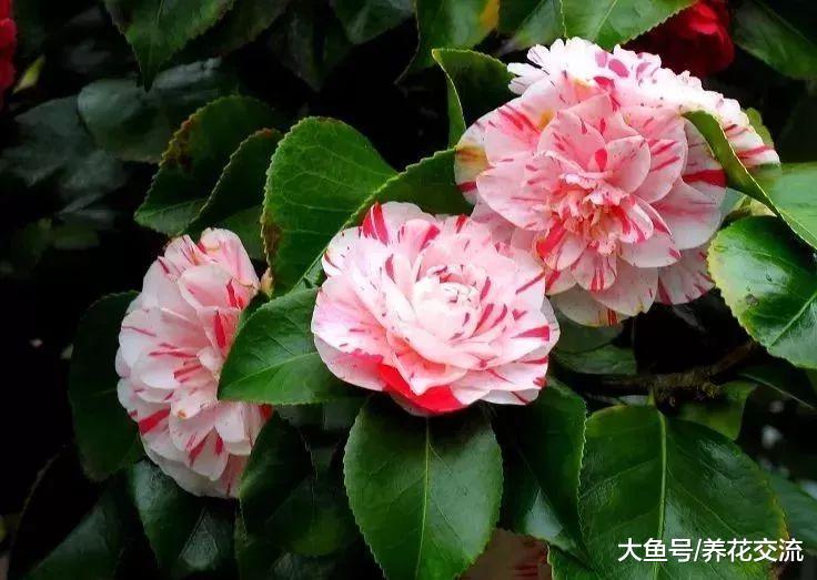 这些盆栽花卉养在阳台上能开成一片彩虹般的花园