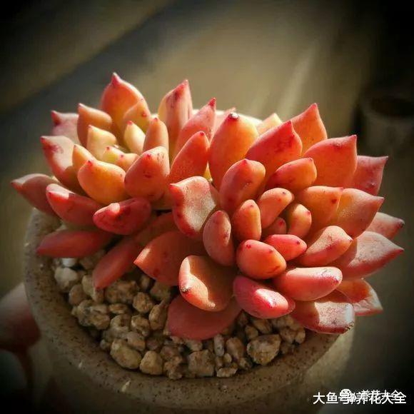 多肉常见名词大集锦, 记住这些, 就不是养肉小白了!