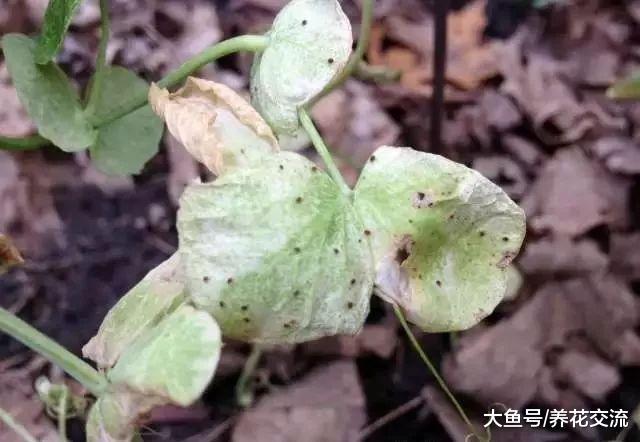 用鸡蛋壳来控制植物花卉的害虫, 不用药物也能防治病虫