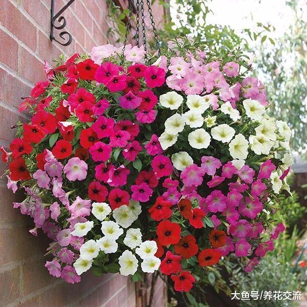 矮牵牛在春秋季节的繁殖方法, 夏季花开旺盛的几个技巧