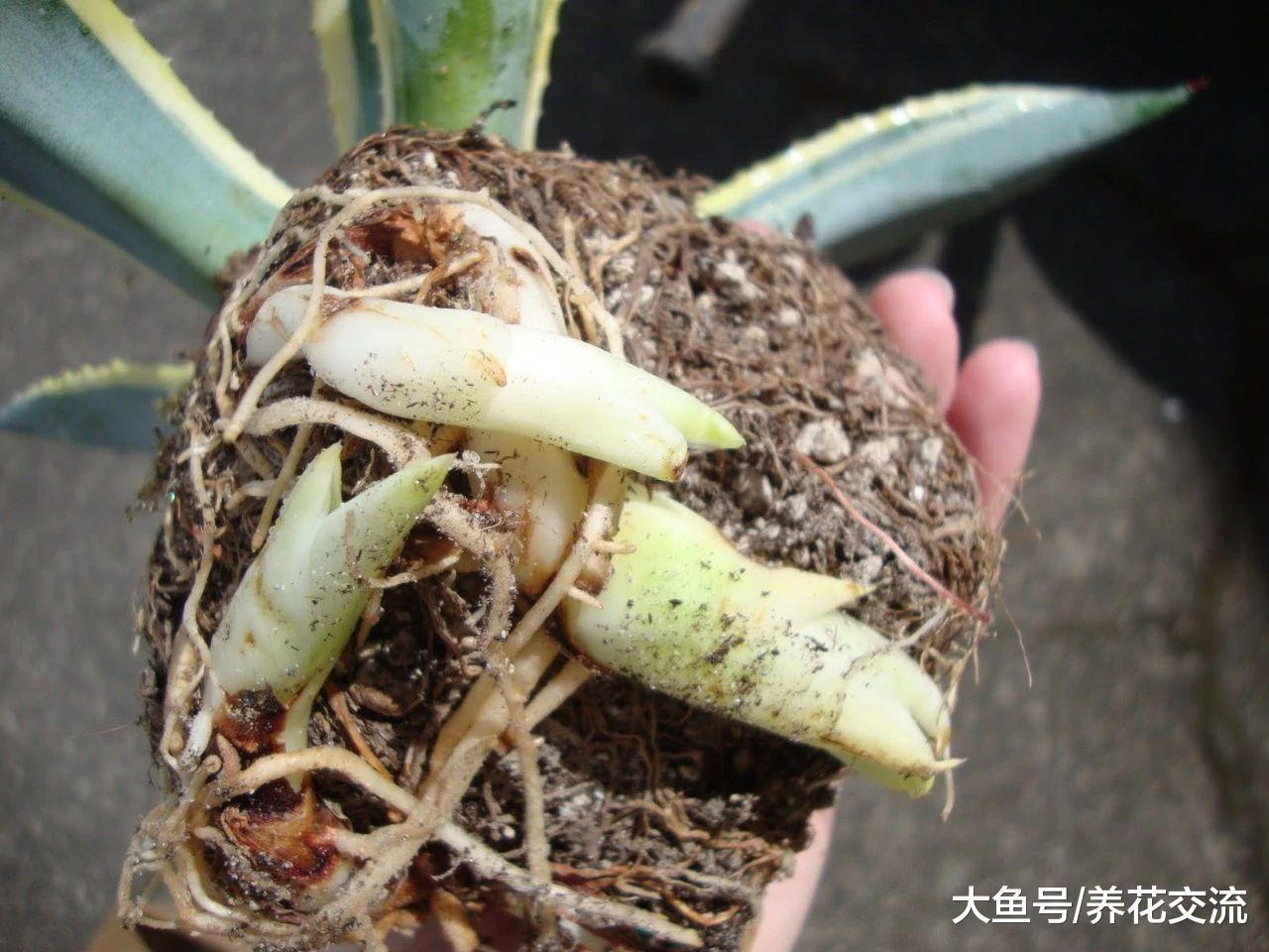 龙舌兰这些品种可以养在窗台上, 一两个月不给水也能长很好