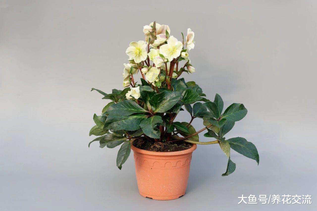 这三种靓丽清新的盆栽常见花卉, 没想到都是有毒的植物