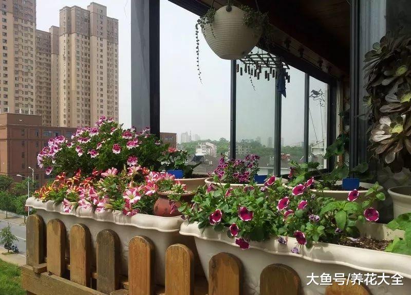 爱花的他, 把家里的阳台打造成了花园!