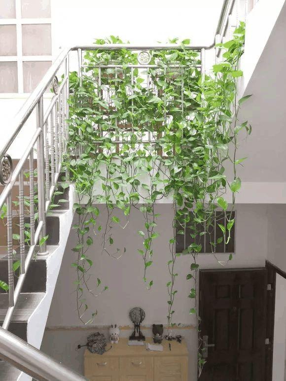 盆里埋点茶叶渣, 土立马肥得流油, 叶子能爬满楼梯!