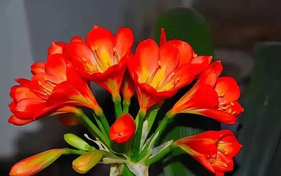 盆里撒把玉米面, 花吃了蹭蹭长, 比10瓶营养液还管用!