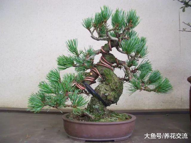 长到4年杜松经过修剪, 用金属丝缠绕后制作出迷人盆景