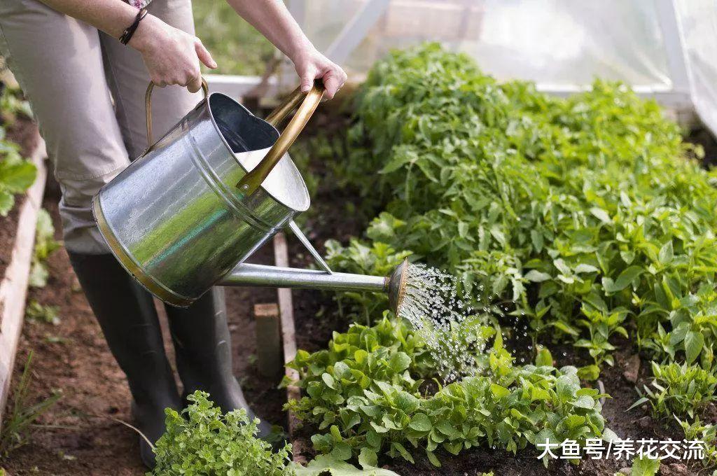 用香蕉皮来制作肥料的10种方法, 吃完的果皮不要丢了