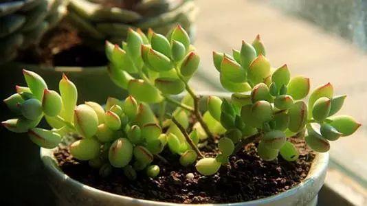 不要以为只有花卉带香味, 这些自带香味的多肉你们都知道吗?