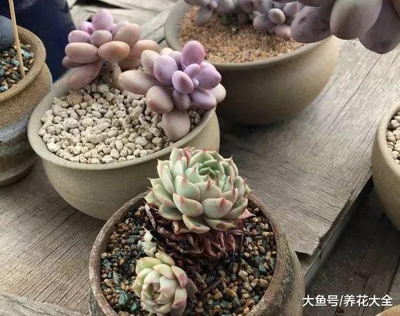 多肉养不好, 问题都出在这了, 看看你中了几条?