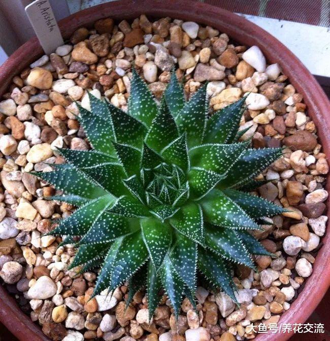 10种适合栽种在花盆里的多肉植物, 养成室内盆栽也能生长良好