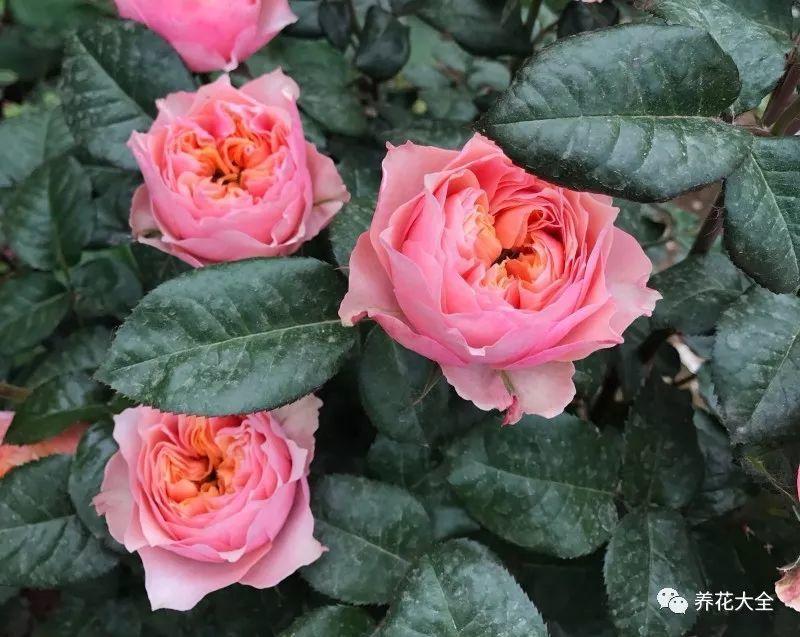 这8种花名字美翻了, 阳台养1盆, 邻居看了都羡慕!