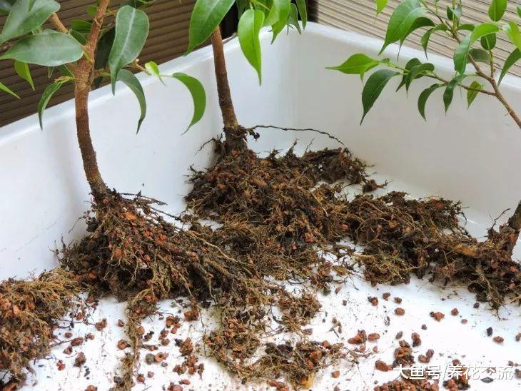 家里养护的盆栽垂叶榕这样养才能发挥最好的净化效果