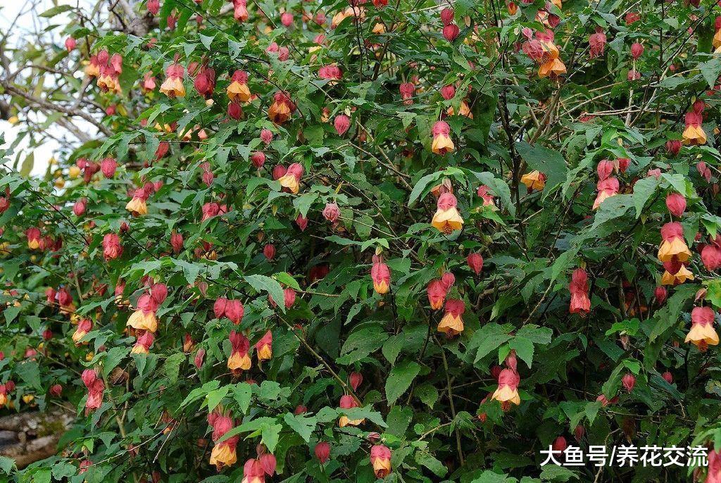 可以养成盆栽爬藤植物的7种花卉, 容易养护, 开花特别灿烂