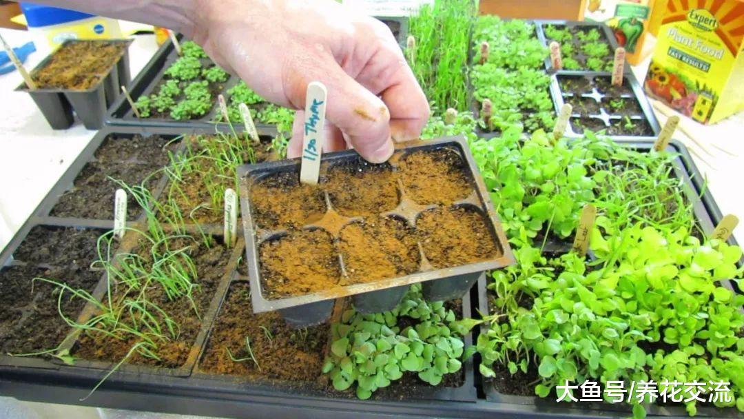 16种常见的家庭用品用来养花的好处, 让植物花卉长得更好