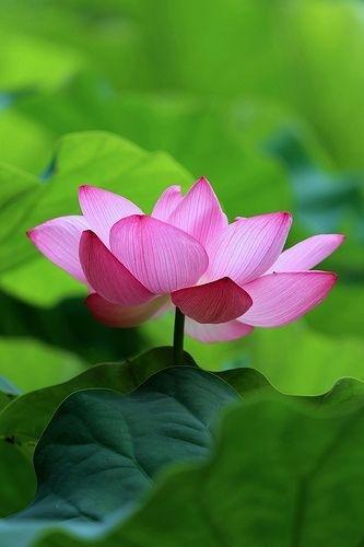 感悟人生的佛语句子, 寓意深刻, 90后看完受益一生!