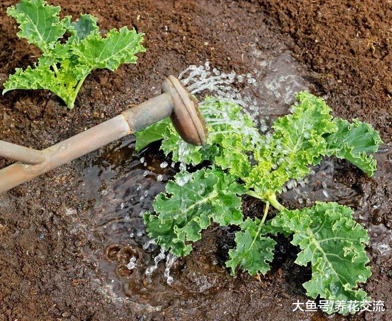 养花种菜的人都应该了解的6个肥料秘诀, 促进植物生长强壮