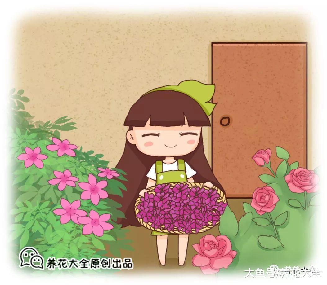 掉的花瓣别乱扔, 简单一加工, 就是养花好宝贝!