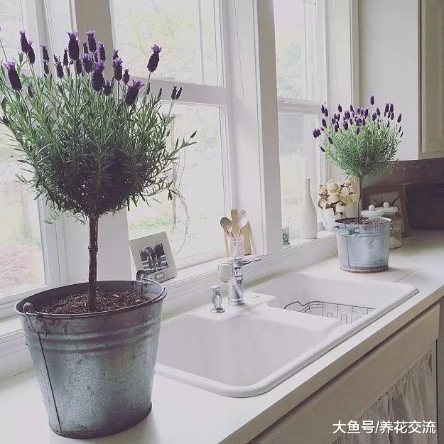 没想要盆栽养护薰衣草还有这几个技巧, 难怪我的不能开花