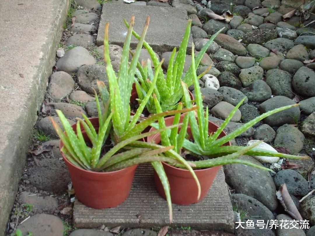 芦荟的叶片变成棕色、变红, 用这种方法就能解决