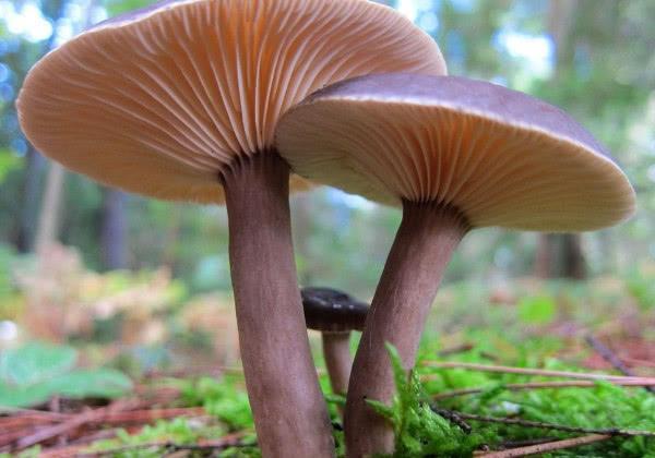 癌细胞最怕的几种“天然食物”, 天天吃让你一生都远离癌症