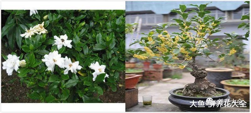 当栀子遇上桂花, 不但是颜值组合, 效果比空气清新剂还管用!