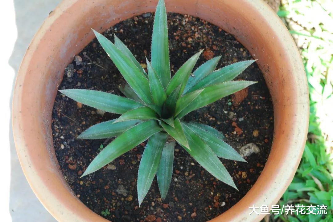 菠萝的叶冠养成盆栽, 在院子里长了三年都不开花是咋回事?