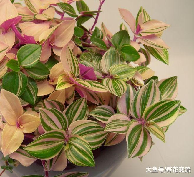 这12种盆栽植物养在室内看起来特浪漫, 新手也能将它们养爆盆