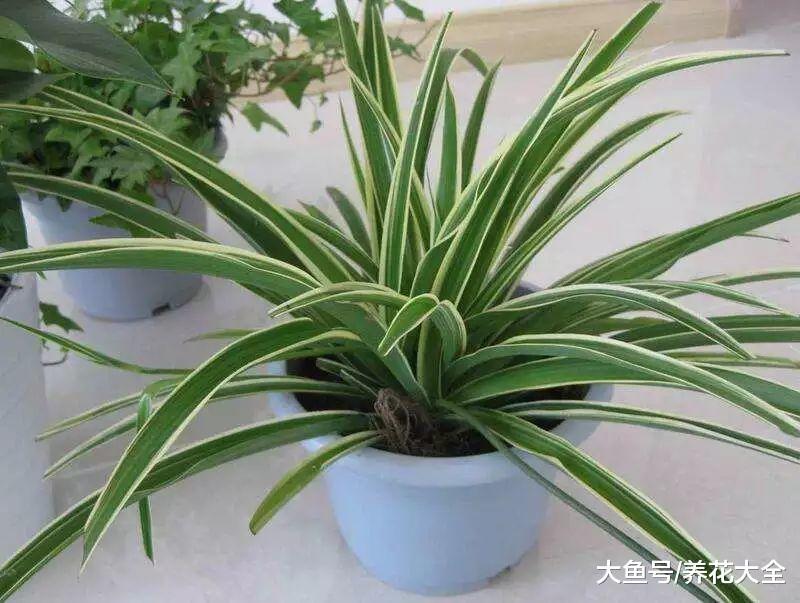 家里1盆花, 吸走致命毒, 再也不怕装修甲醛!