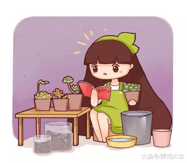 多肉叶子干成皮? 恭喜你, 养成多肉老桩啦!