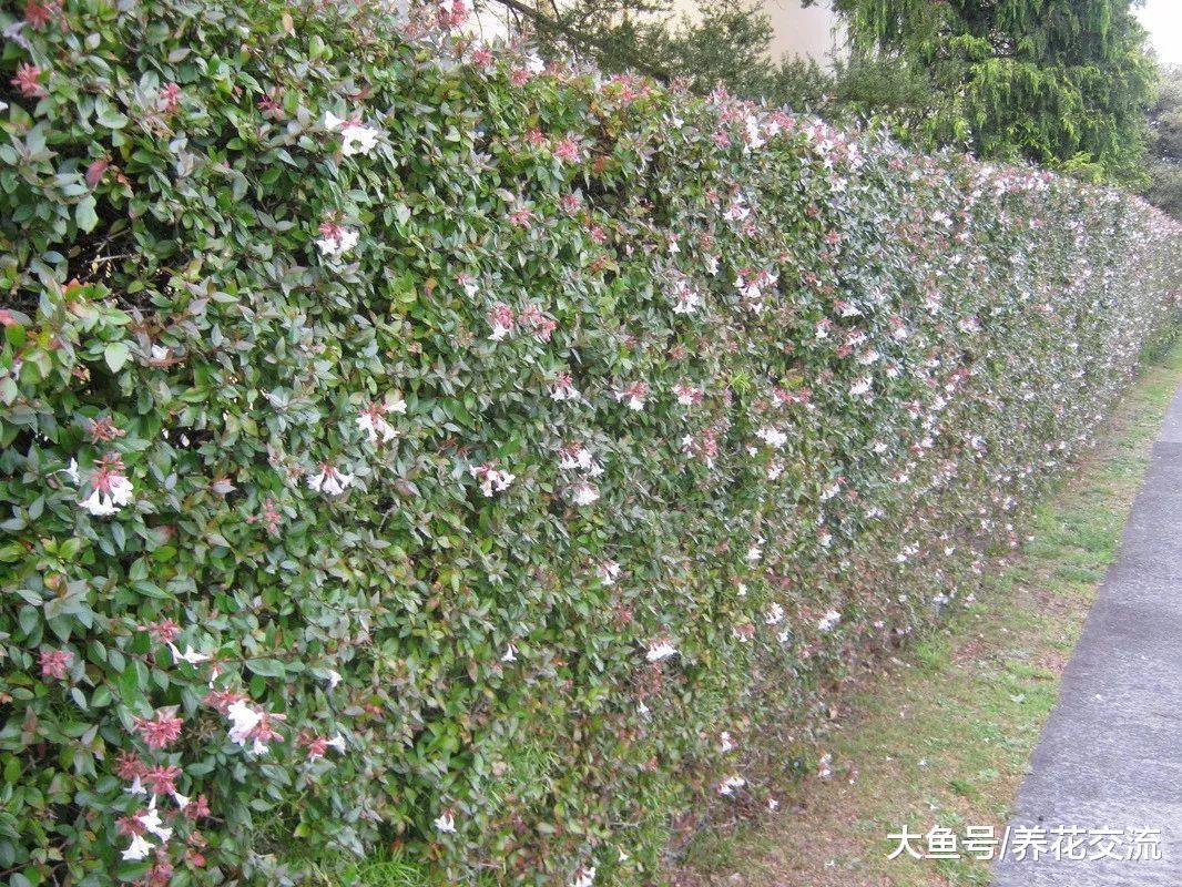 10种适合养在栅栏围墙上的爬藤开花植物, 把院子养成一片花海