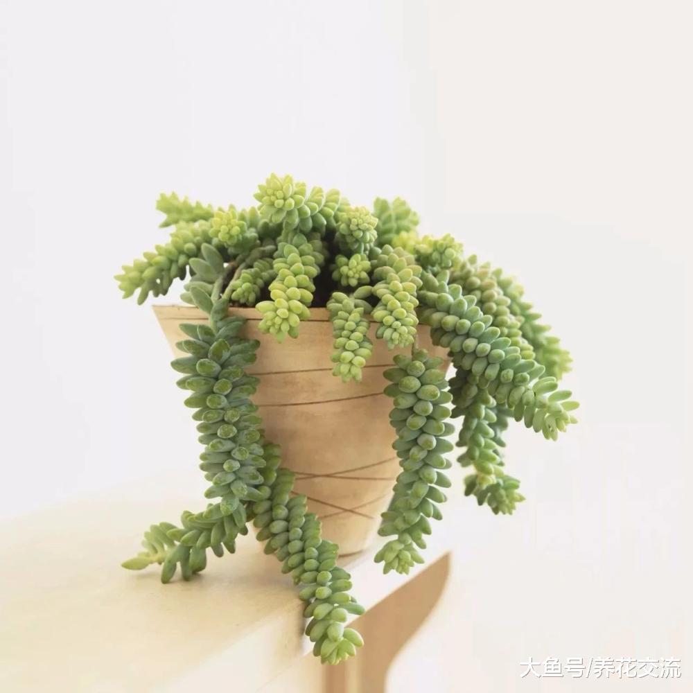 学会照顾特别难养死的多肉植物盆栽, 你会选择哪个品种呢?