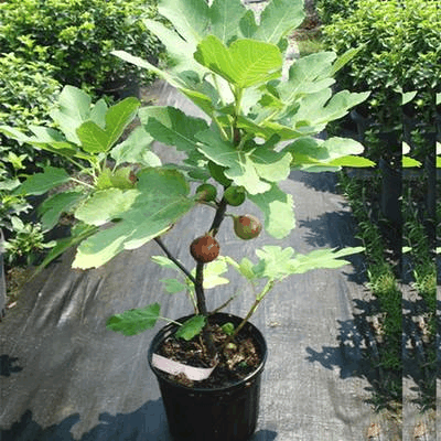 阳台用“枝条”种无花果, 用“沙子”培养, 生根快来年就能吃!
