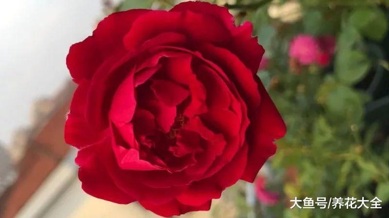17种月季大集合, 花大色艳, 看看你认识多少?